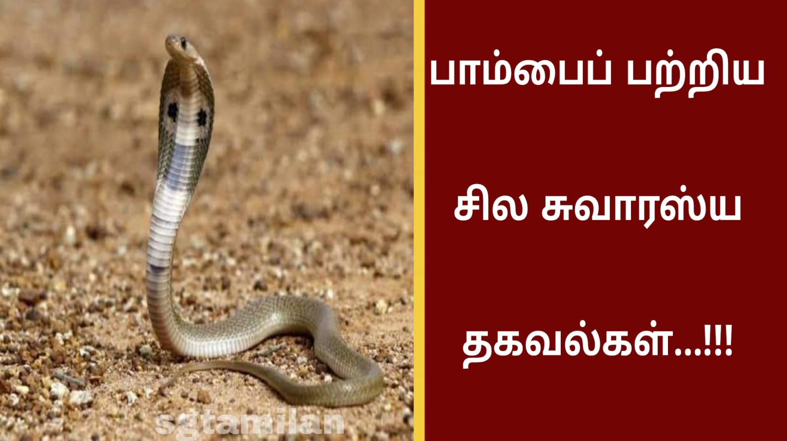 பாம்பைப் பற்றிய சில சுவாரஸ்ய தகவல்கள்…!!!