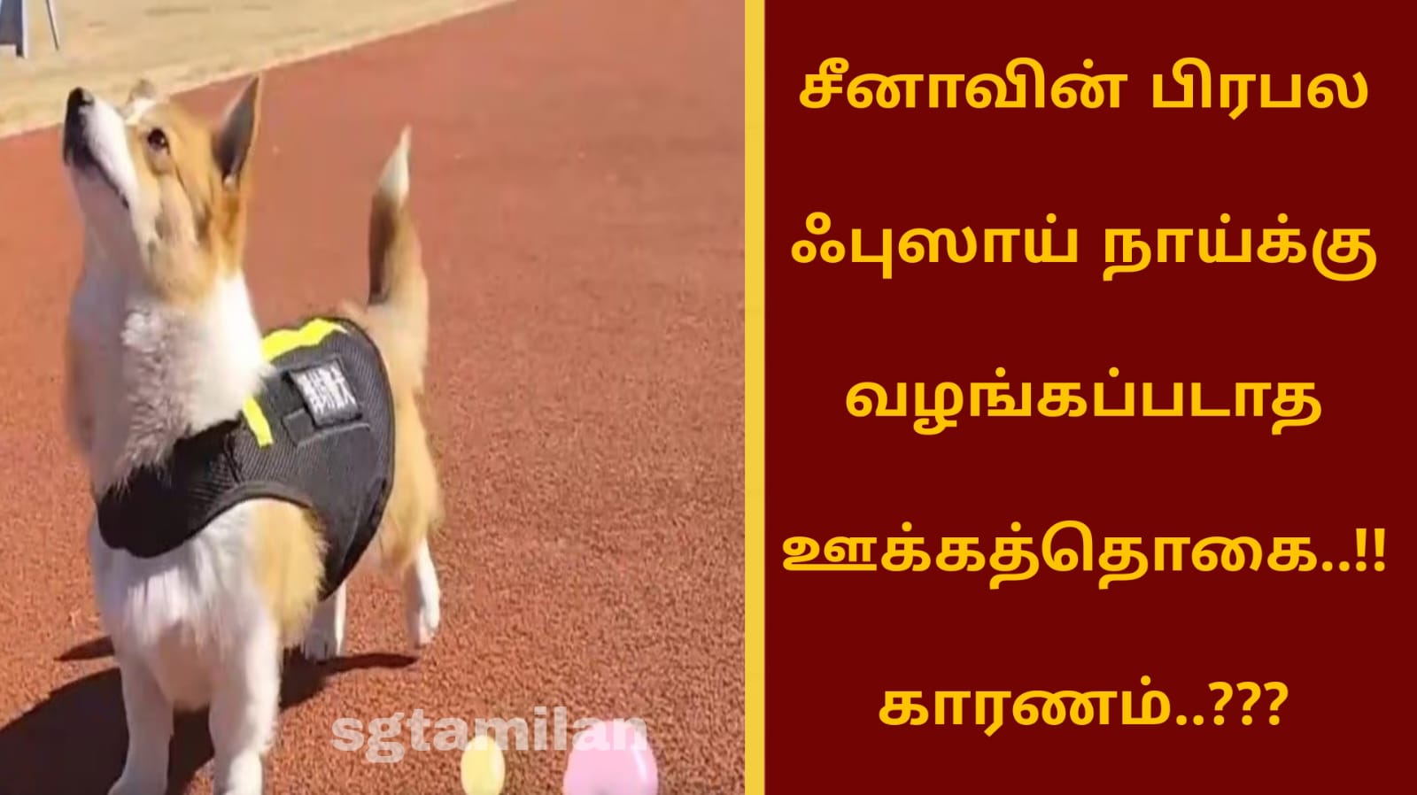 சீனாவின் பிரபல ஃபுஸாய் நாய்க்கு வழங்கப்படாத ஊக்கத்தொகை..!! காரணம்..???