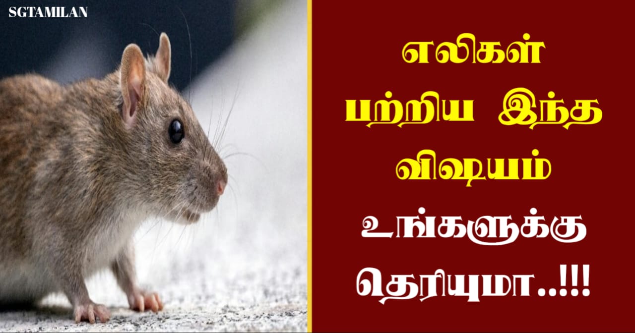 எலிகள் பற்றிய இந்த விஷயம் உங்களுக்கு தெரியுமா..!!!