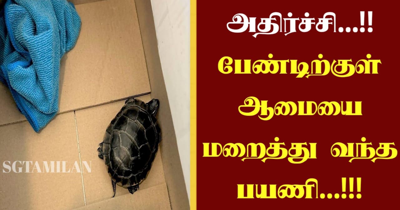 அதிர்ச்சி…!! பேண்டிற்குள் ஆமையை மறைத்து வந்த பயணி…!!!