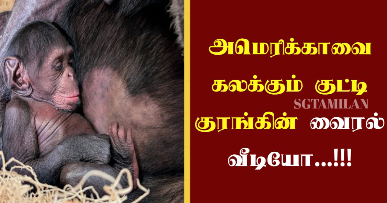 அமெரிக்காவை கலக்கும் குட்டி குரங்கின் வைரல் வீடியோ…!!!