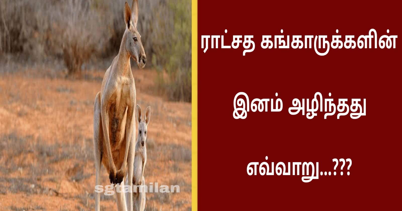 ராட்சத கங்காருக்களின் இனம் அழிந்தது எவ்வாறு…???