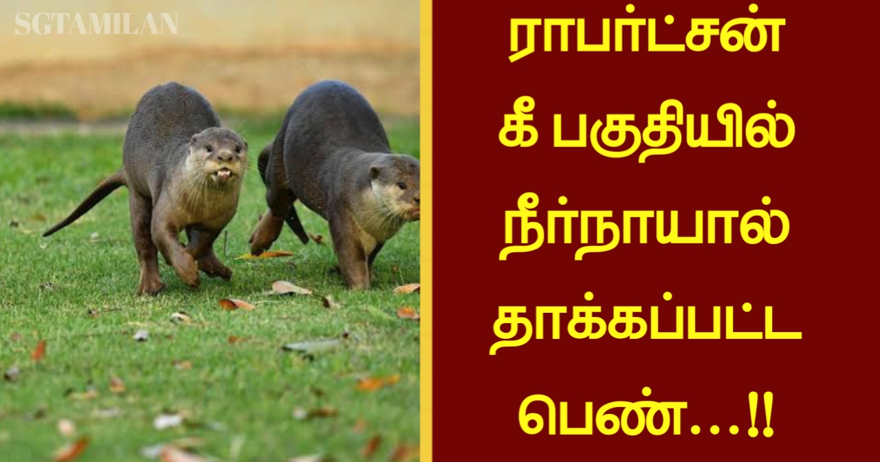 ராபர்ட்சன் கீ பகுதியில் நீர்நாயால் தாக்கப்பட்ட பெண்…!!