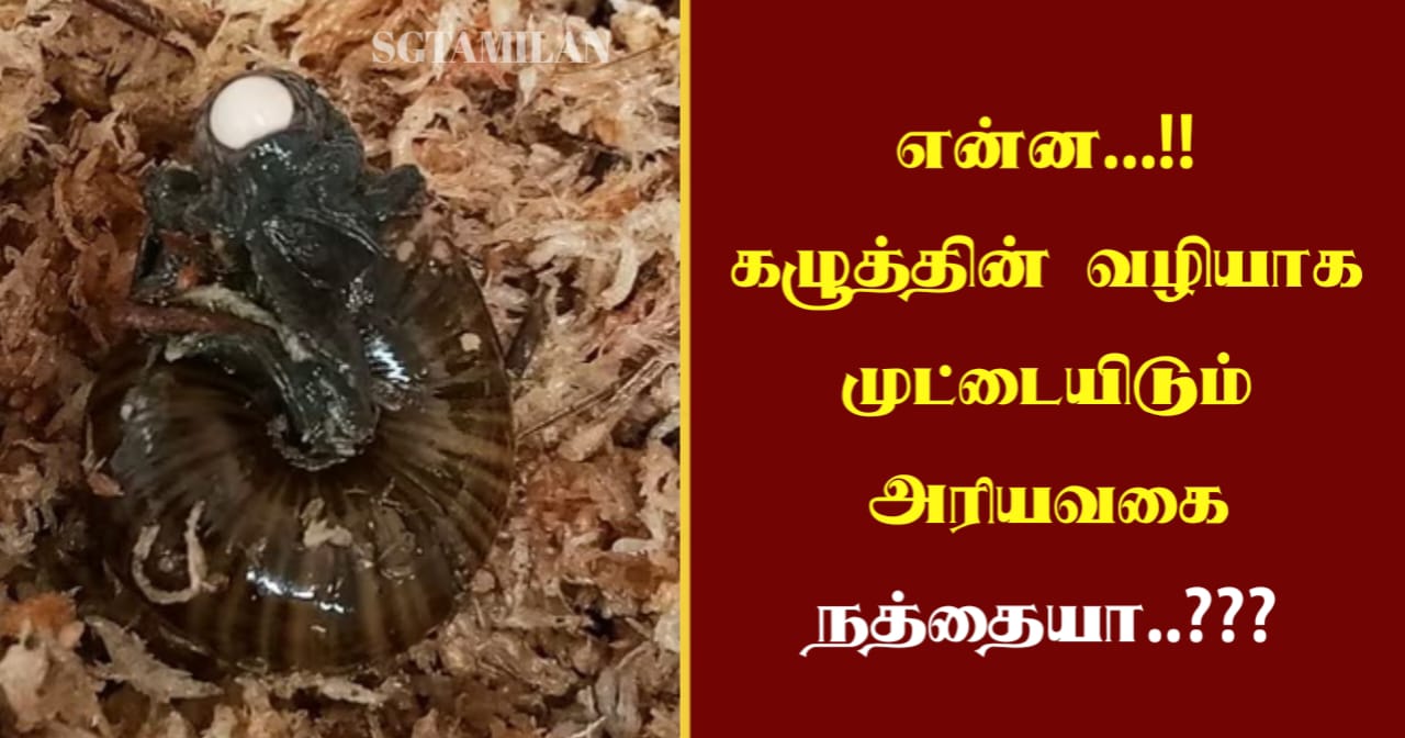 என்ன…!! கழுத்தின் வழியாக முட்டையிடும் அரியவகை நத்தையா..???