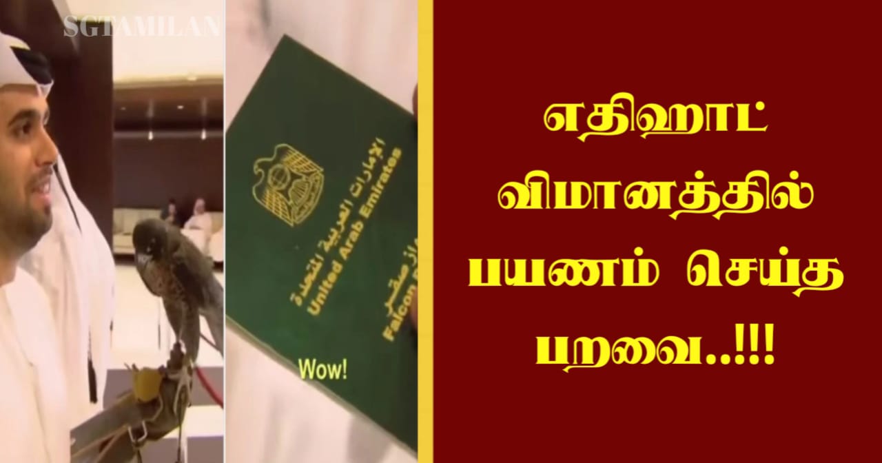 எதிஹாட் விமானத்தில் பயணம் செய்த பறவை..!!!