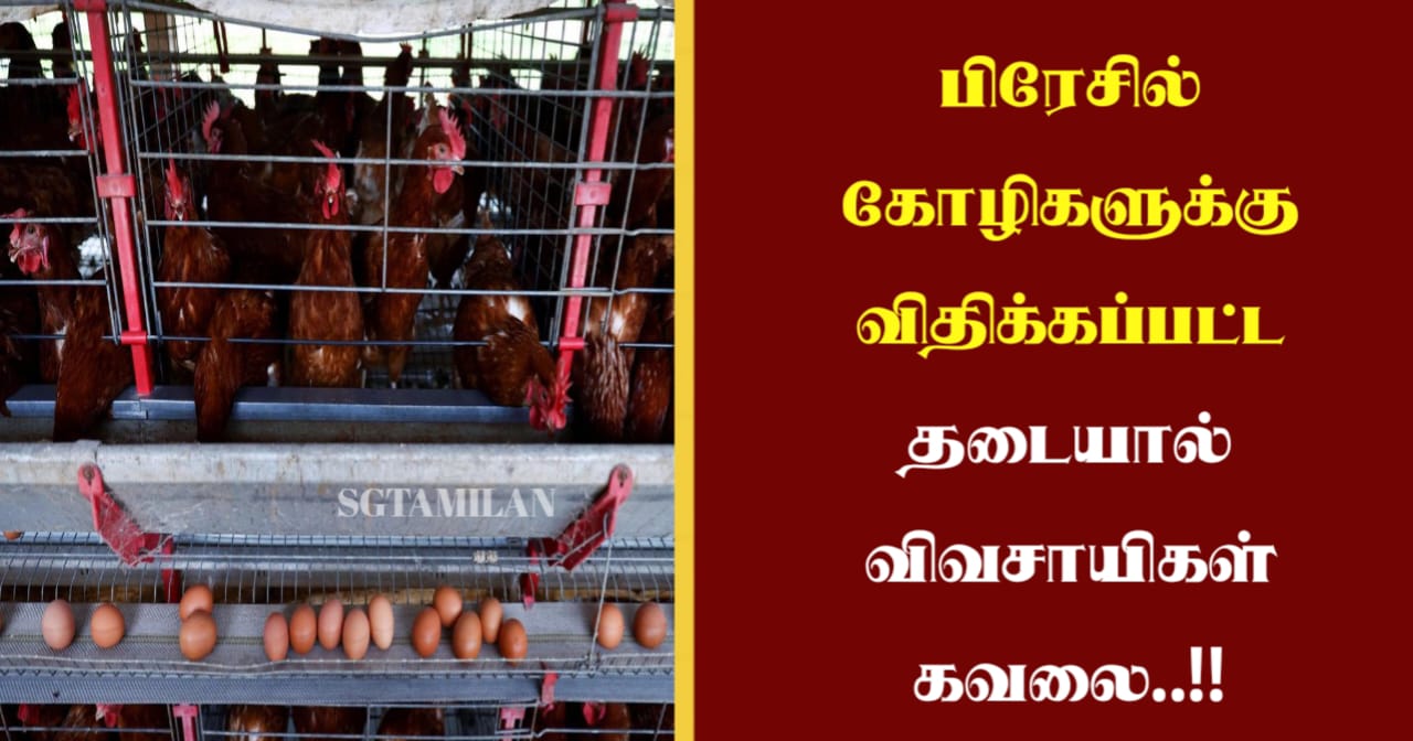 பிரேசில் கோழிகளுக்கு விதிக்கப்பட்ட தடையால் விவசாயிகள் கவலை..!!