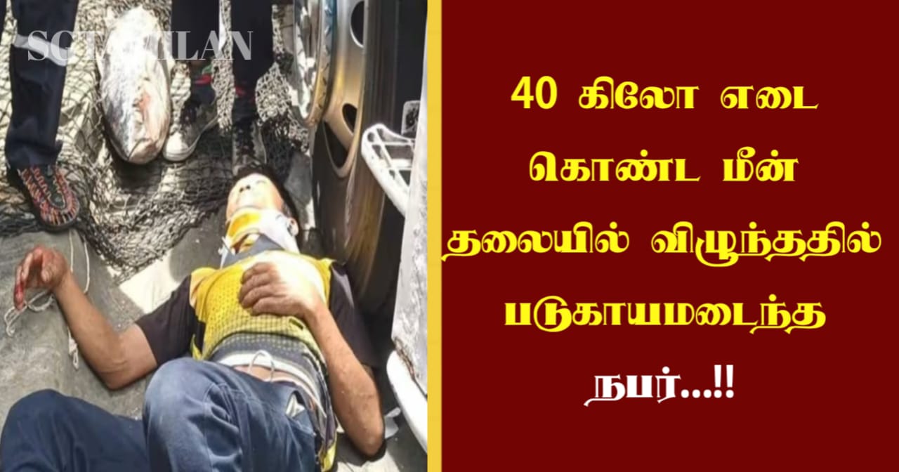 40 கிலோ எடை கொண்ட மீன் தலையில் விழுந்ததில் படுகாயமடைந்த நபர்…!!