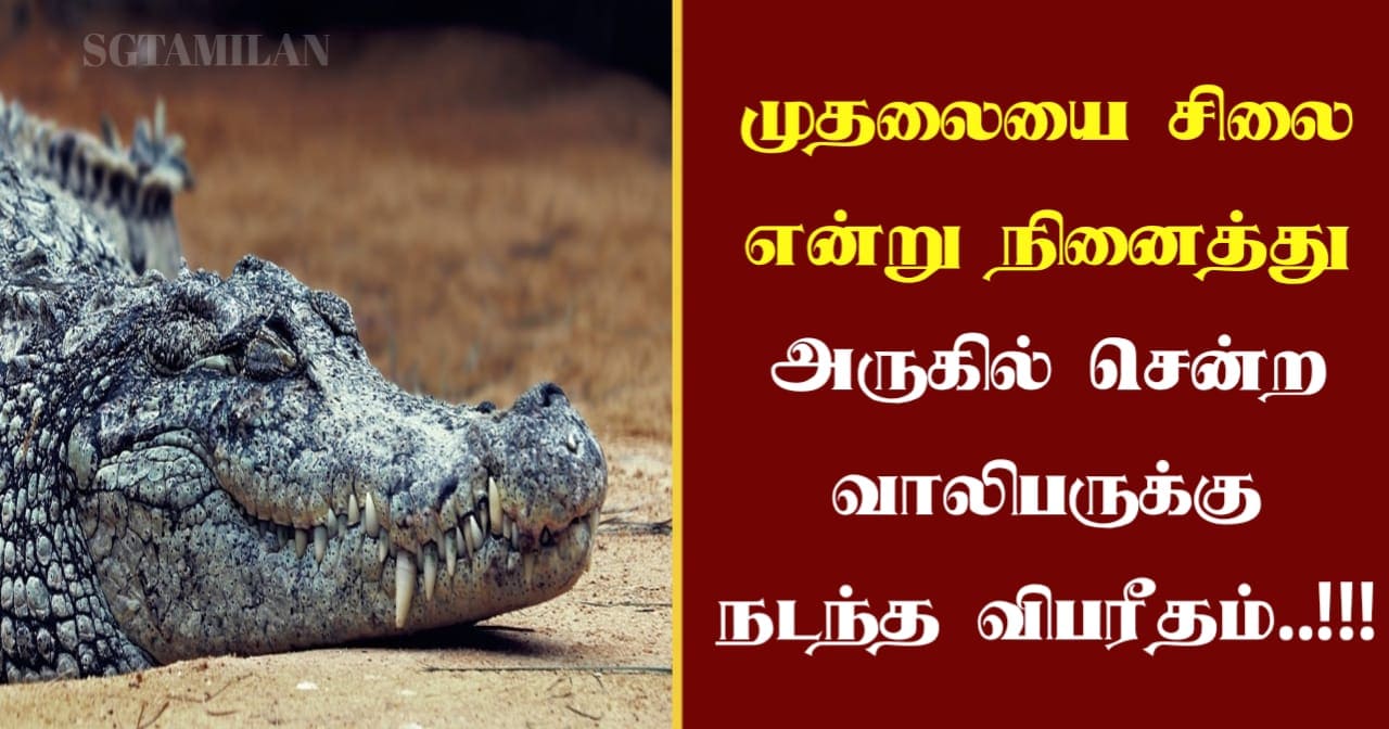 முதலையை சிலை என்று நினைத்து அருகில் சென்ற வாலிபருக்கு நடந்த விபரீதம்..!!!