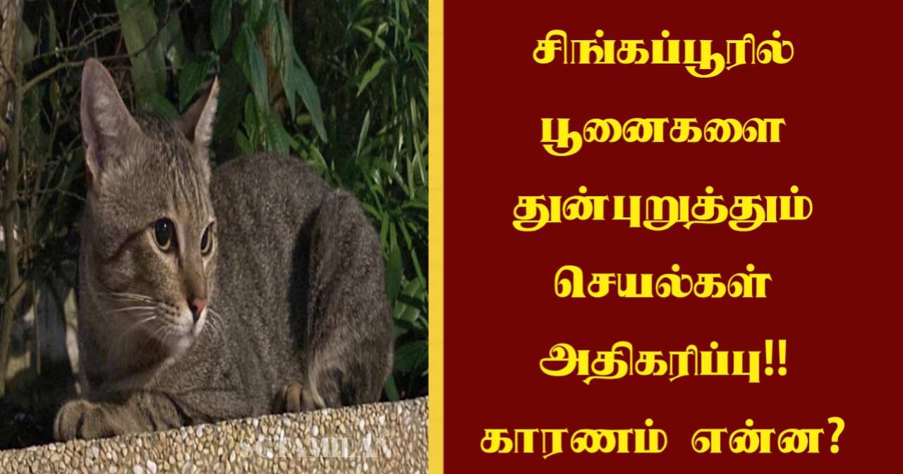 சிங்கப்பூரில் பூனைகளை துன்புறுத்தும் செயல்கள் அதிகரிப்பு..!!! காரணம் என்ன?