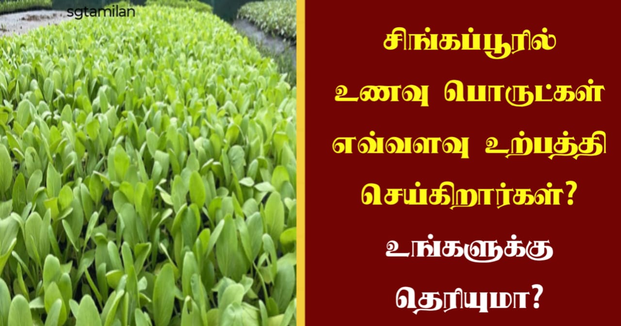 சிங்கப்பூரில் உணவு பொருட்கள் எவ்வளவு உற்பத்தி செய்கிறார்கள்? உங்களுக்கு தெரியுமா?