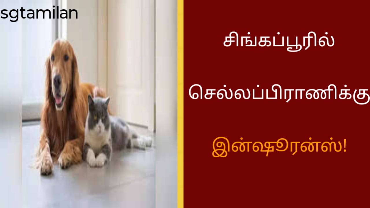 சிங்கப்பூரில் செல்லப்பிராணிக்கு இன்ஷூரன்ஸ்!!!