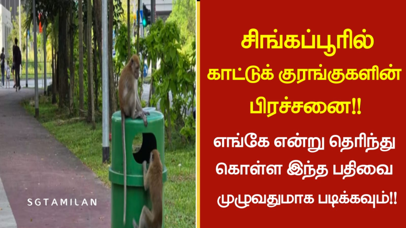 சிங்கப்பூரில் காட்டுக் குரங்குகளின் பிரச்சனை!! எங்கே என்று தெரிந்து கொள்ள இந்த பதிவை முழுவதுமாக படிக்கவும்!!