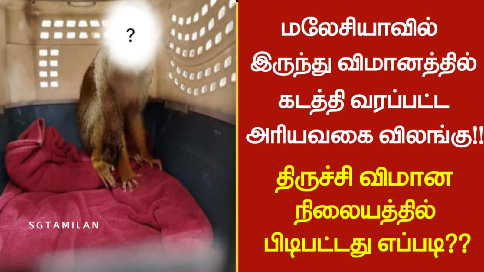 மலேசியாவில் இருந்து விமானத்தில் கடத்தி வரப்பட்ட அரியவகை விலங்கு!! திருச்சி விமான நிலையத்தில் பிடிபட்டது எப்படி??