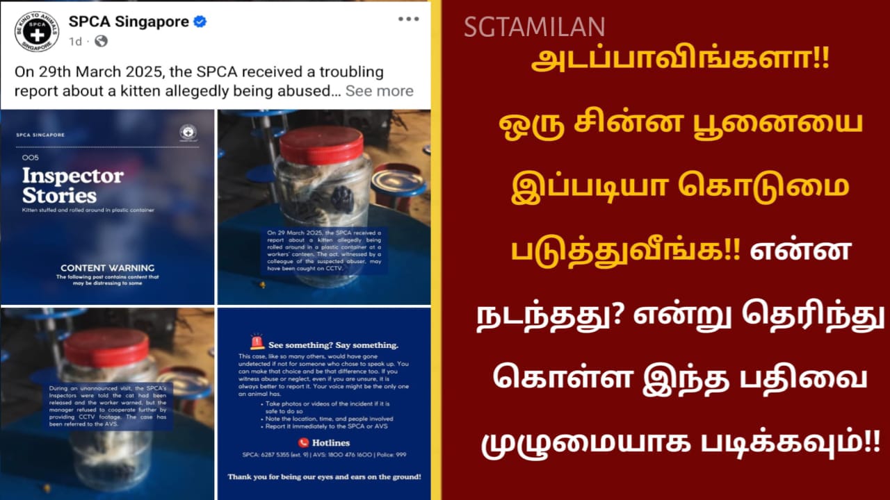 அடப்பாவிங்களா!!ஒரு சின்ன பூனையை இப்படியா கொடுமை படுத்துவீங்க!! என்ன நடந்தது? என்று தெரிந்து கொள்ள இந்த பதிவை முழுமையாக படிக்கவும்!!