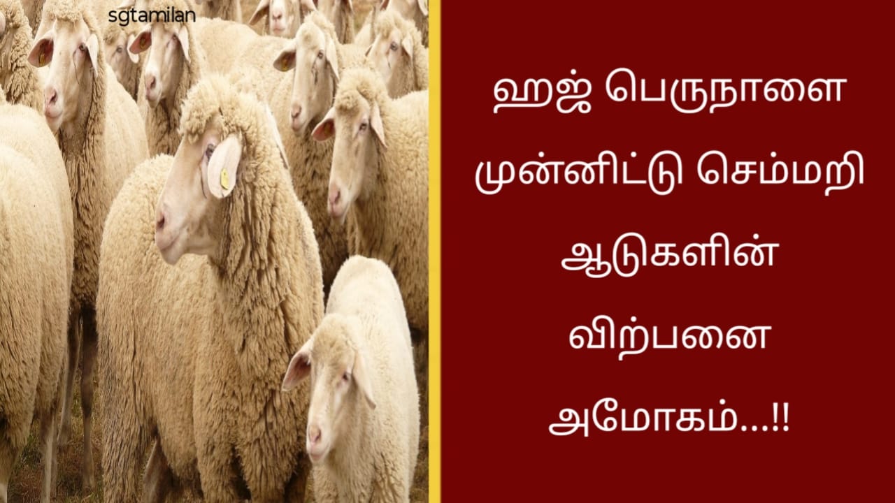 ஹஜ் பெருநாளை முன்னிட்டு செம்மறி ஆடுகளின் விற்பனை அமோகம்…!!