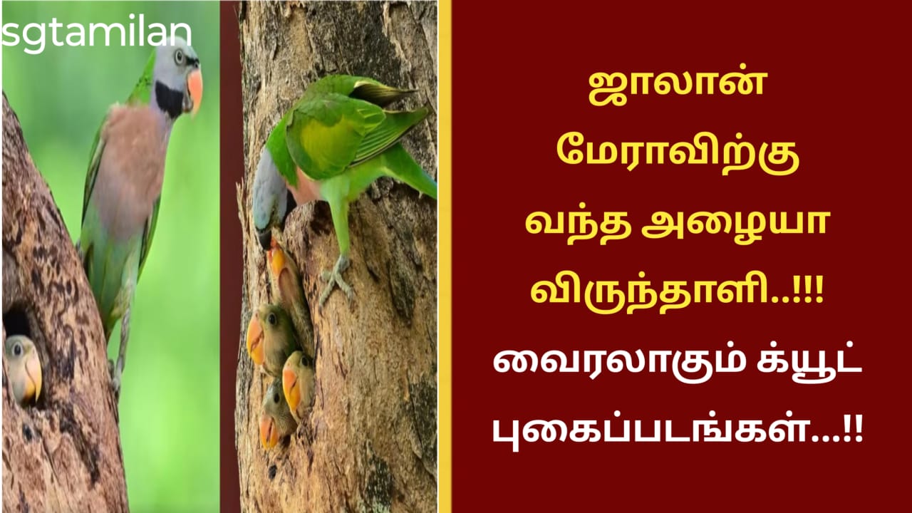 ஜாலான் மேராவிற்கு வந்த அழையா விருந்தாளி..!!! வைரலாகும் க்யூட் புகைப்படங்கள்…!!