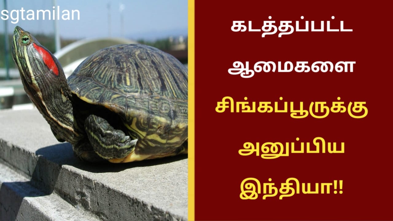 கடத்தப்பட்ட ஆமைகளை சிங்கப்பூருக்கு அனுப்பிய இந்தியா!!