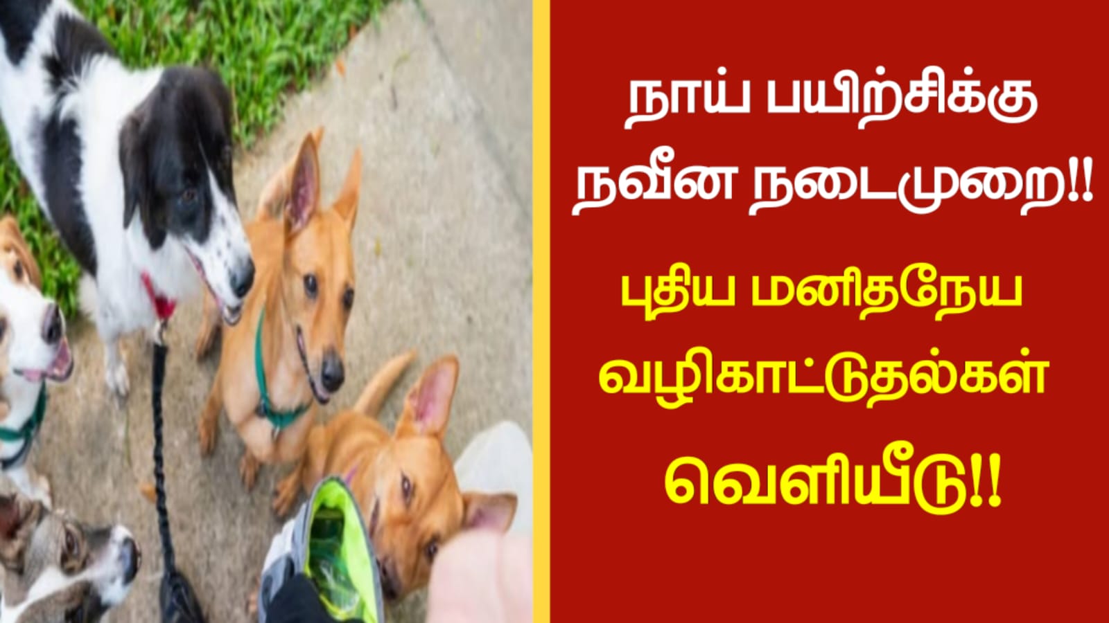 நாய் பயிற்சிக்கு நவீன நடைமுறை…!! புதிய மனிதநேய வழிகாட்டுதல்கள் வெளியீடு…!!