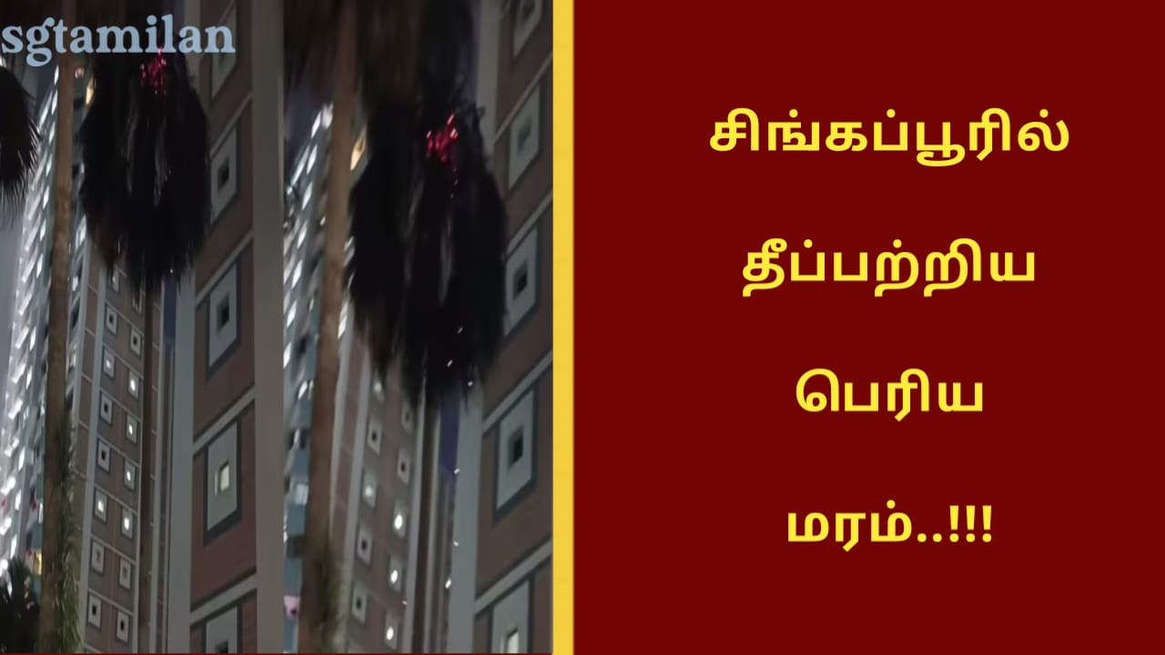 சிங்கப்பூரில் தீப்பற்றிய பெரிய மரம்..!!!