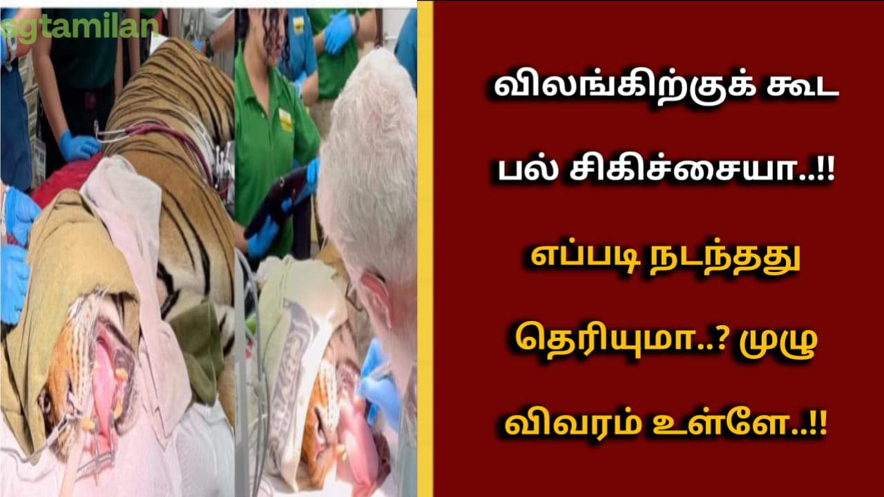 விலங்கிற்குக் கூட பல் சிகிச்சையா..!!எப்படி நடந்தது தெரியுமா..? முழு விவரம் உள்ளே..!!