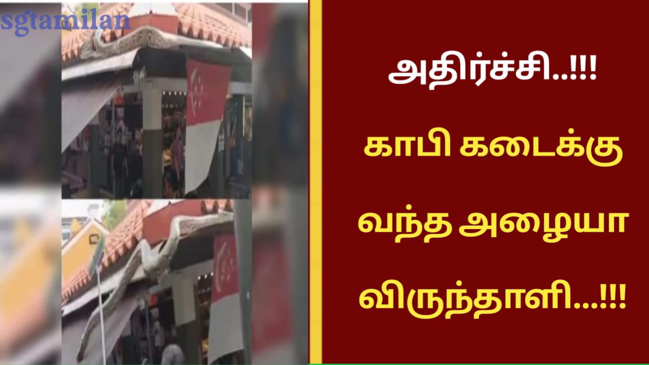 அதிர்ச்சி..!!!காபி கடைக்கு வந்த அழையா விருந்தாளி…!!!