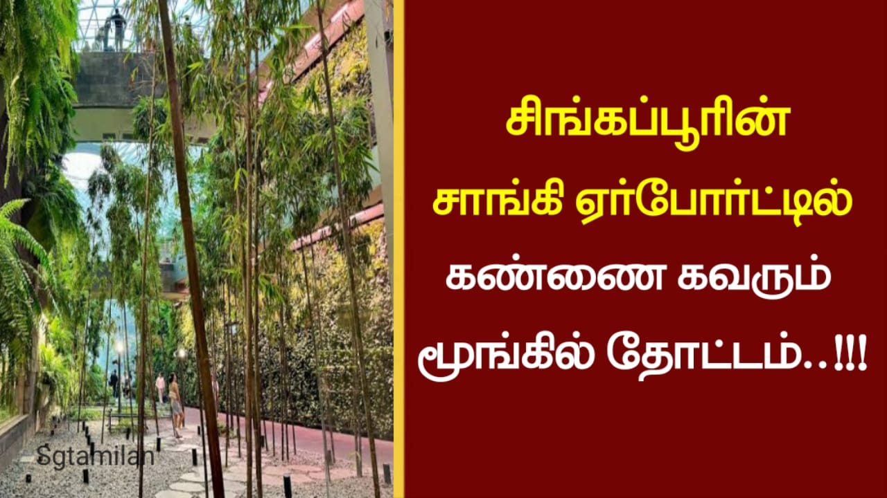 சிங்கப்பூரின் சாங்கி ஏர்போர்ட்டில் கண்ணை கவரும் மூங்கில் தோட்டம்..!!!