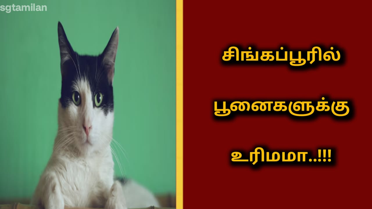 சிங்கப்பூரில் பூனைகளுக்கு உரிமமா..!!!