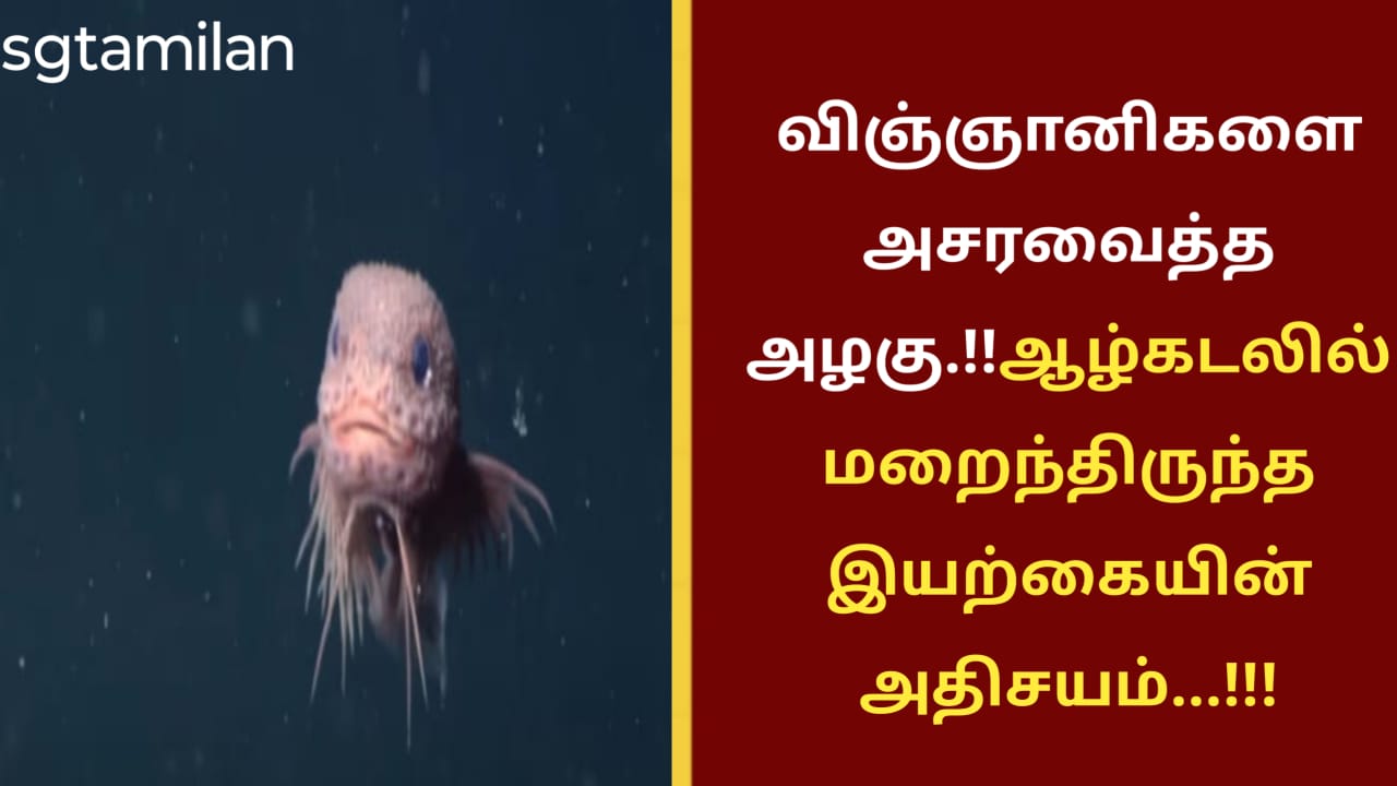 விஞ்ஞானிகளை அசரவைத்த அழகு.!!ஆழ்கடலில் மறைந்திருந்த இயற்கையின் அதிசயம்…!!!