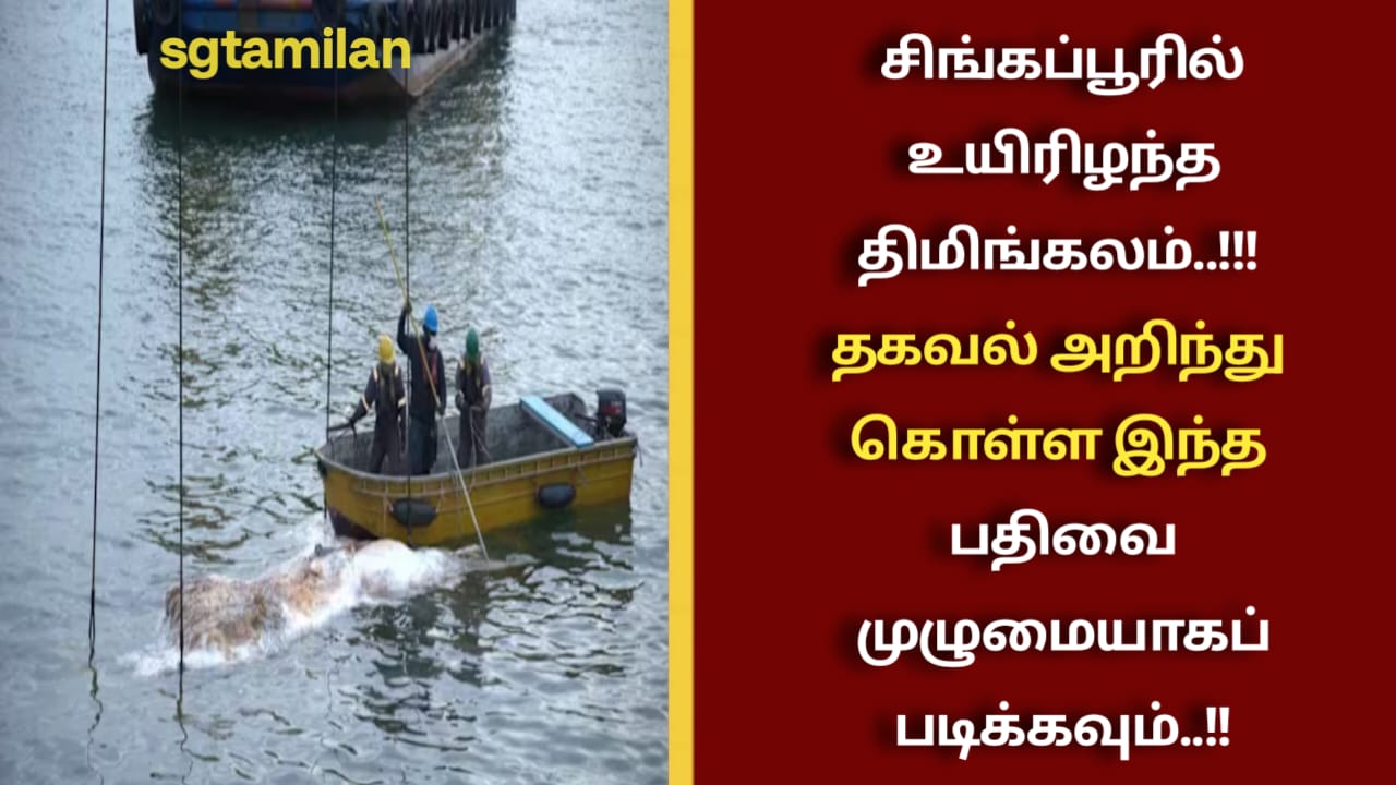 சிங்கப்பூரில் உயிரிழந்த திமிங்கலம்..!!! தகவல் அறிந்து கொள்ள இந்த பதிவை முழுமையாகப் படிக்கவும்..!!