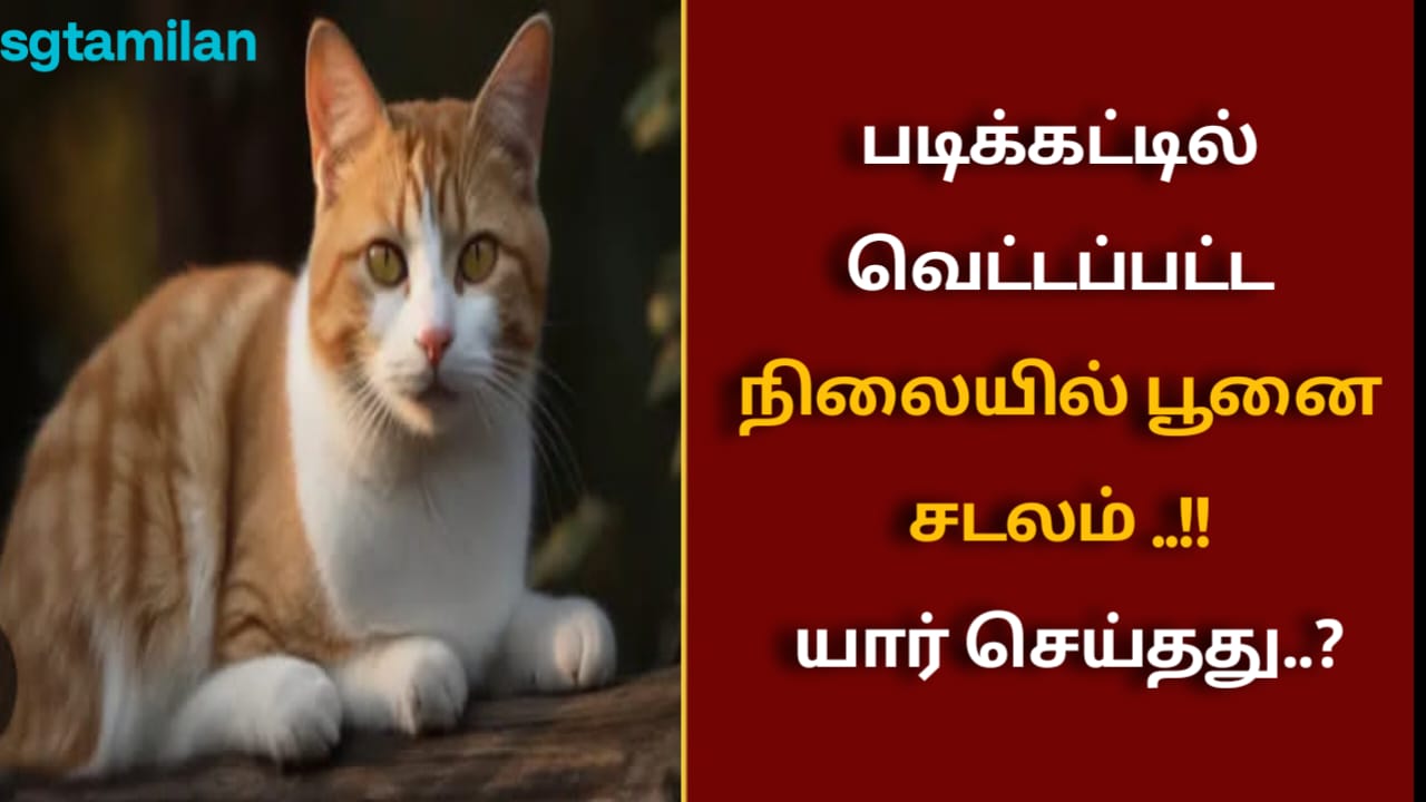 படிக்கட்டில் வெட்டப்பட்ட நிலையில் பூனை சடலம் ..!!யார் செய்தது..?