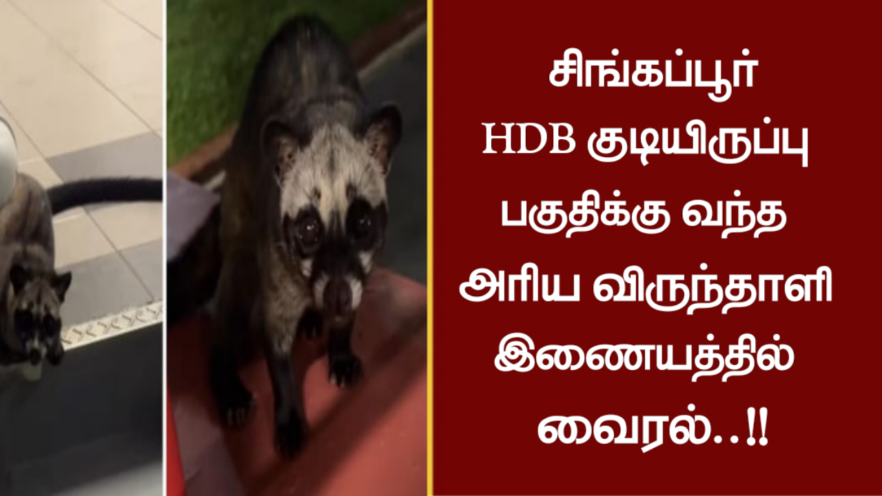 சிங்கப்பூர் HDB குடியிருப்பு பகுதிக்கு வந்த அரிய விருந்தாளி – இணையத்தில் வைரல்..!!