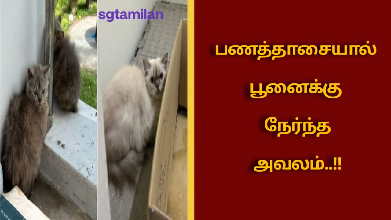 பணத்தாசையால் பூனைக்கு நேர்ந்த அவலம்..!!