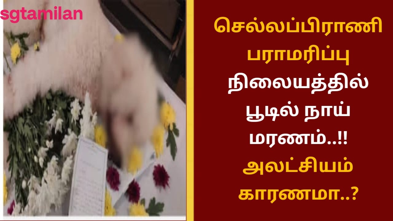 செல்லப்பிராணி பராமரிப்பு நிலையத்தில் பூடில் நாய் மரணம்..!!அலட்சியம் காரணமா..?