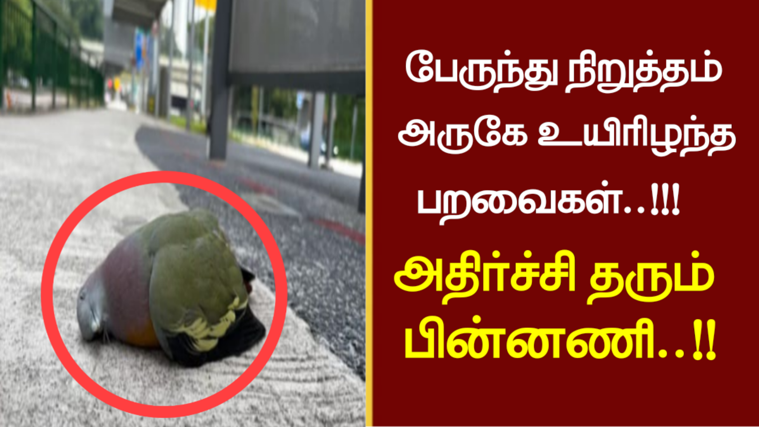 பேருந்து நிறுத்தம் அருகே உயிரிழந்த பறவைகள்..!!! அதிர்ச்சி தரும் பின்னணி..!!