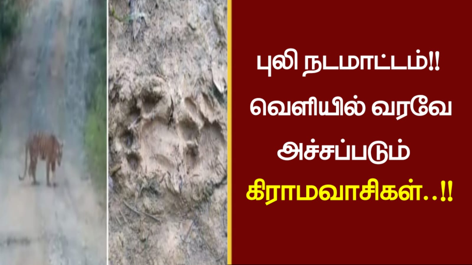 புலி நடமாட்டம்..!!! வெளியில் வரவே அச்சப்படும் கிராமவாசிகள்..!!