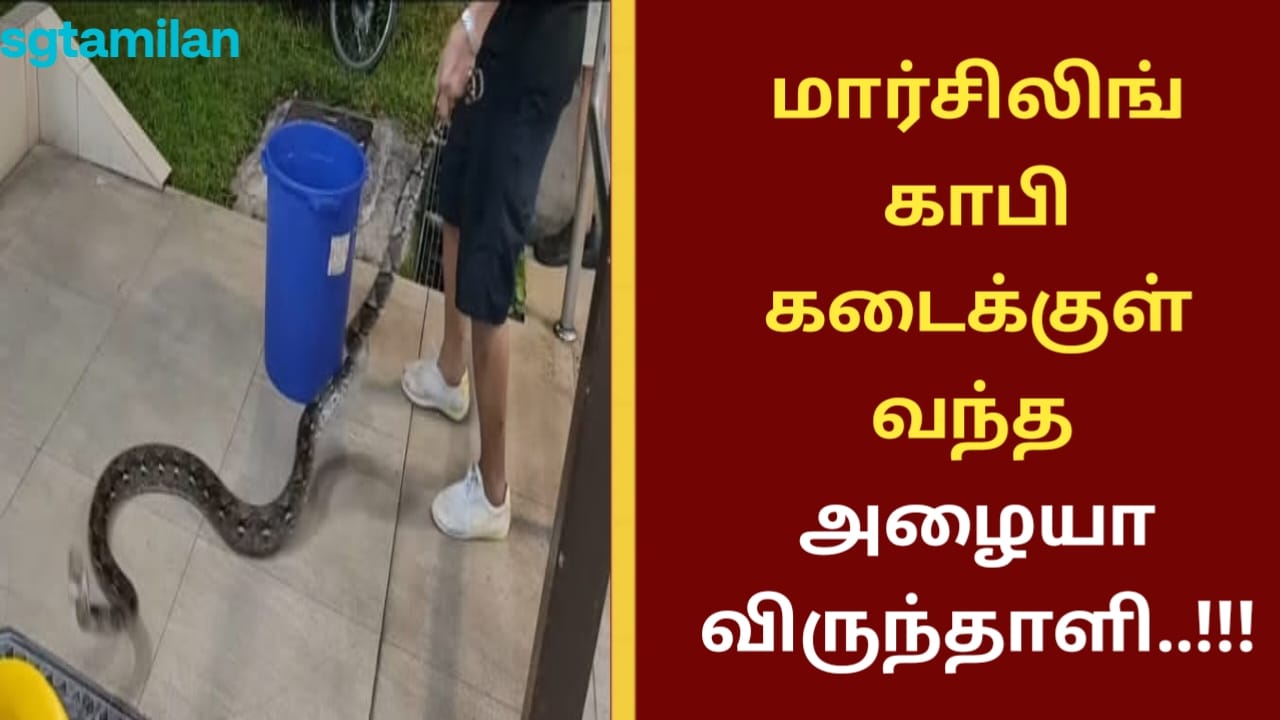 மார்சிலிங் காபி கடைக்குள் வந்த அழையா விருந்தாளி..!!!