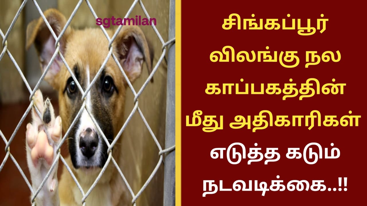 சிங்கப்பூர் விலங்கு நல காப்பகத்தின் மீது அதிகாரிகள் எடுத்த கடும் நடவடிக்கை..!!