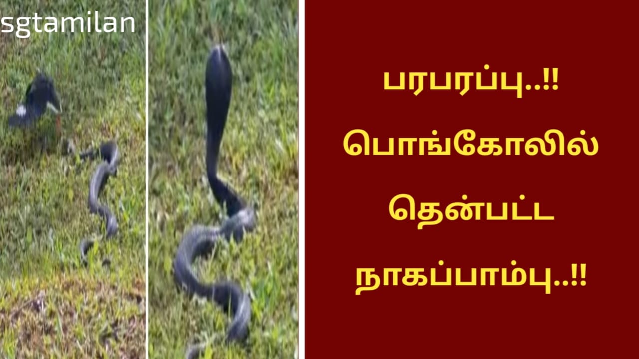பரபரப்பு..!! பொங்கோலில் தென்பட்ட நாகப்பாம்பு..!!