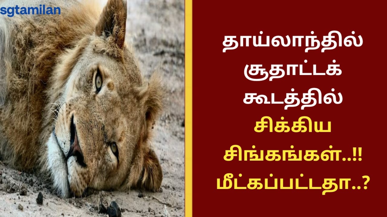 தாய்லாந்தில் சூதாட்டக் கூடத்தில் சிக்கிய சிங்கங்கள்..!! மீட்கப்பட்டதா..?