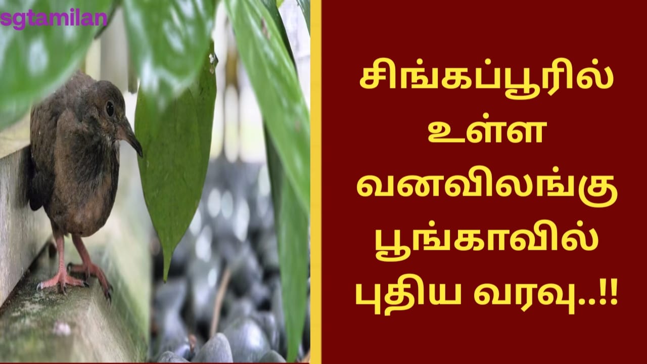 சிங்கப்பூரில் உள்ள வனவிலங்கு பூங்காவில் புதிய வரவு..!!