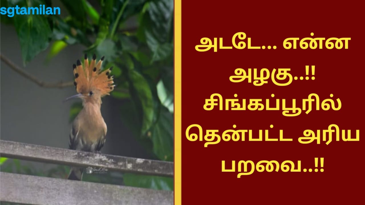 அடடே… என்ன அழகு..!! சிங்கப்பூரில் தென்பட்ட அரிய பறவை..!!