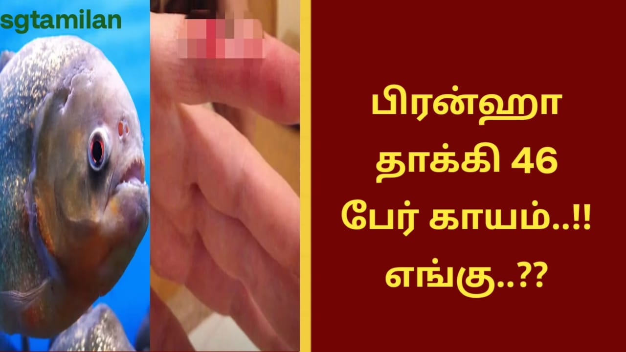 பிரன்ஹா தாக்கி 46 பேர் காயம்..!! எங்கு..??