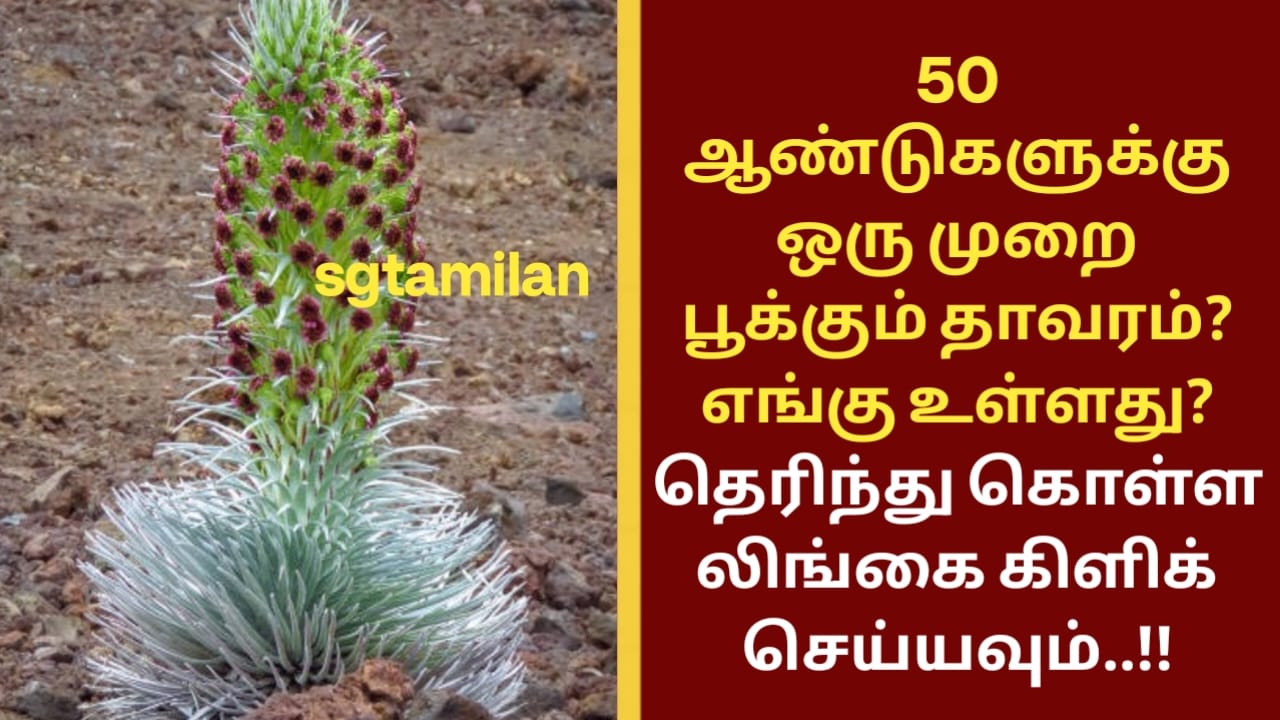 50 ஆண்டுகளுக்கு ஒரு முறை பூக்கும் தாவரம்? எங்கு உள்ளது? தெரிந்து கொள்ள லிங்கை கிளிக் செய்யவும்..!!