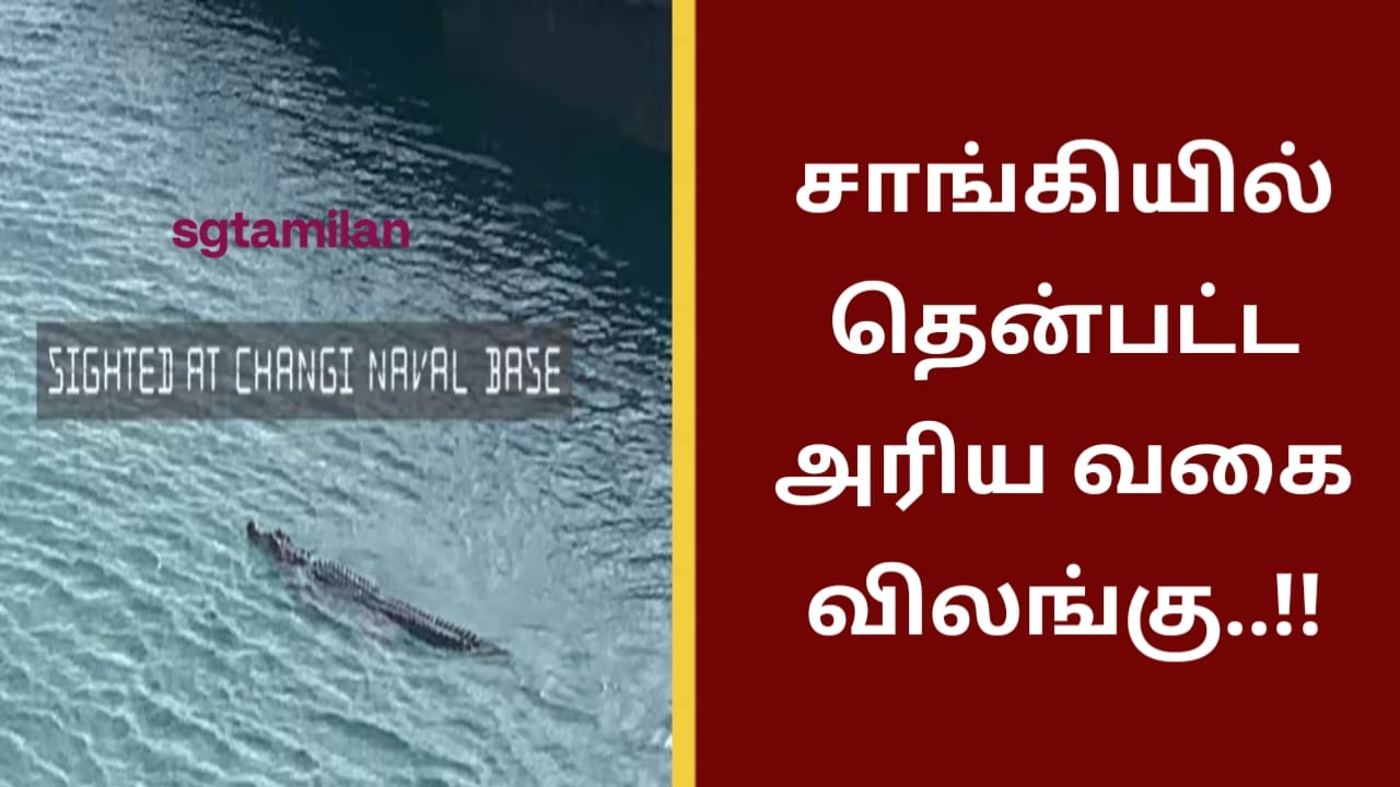 சாங்கியில் தென்பட்ட அரிய வகை விலங்கு..!!