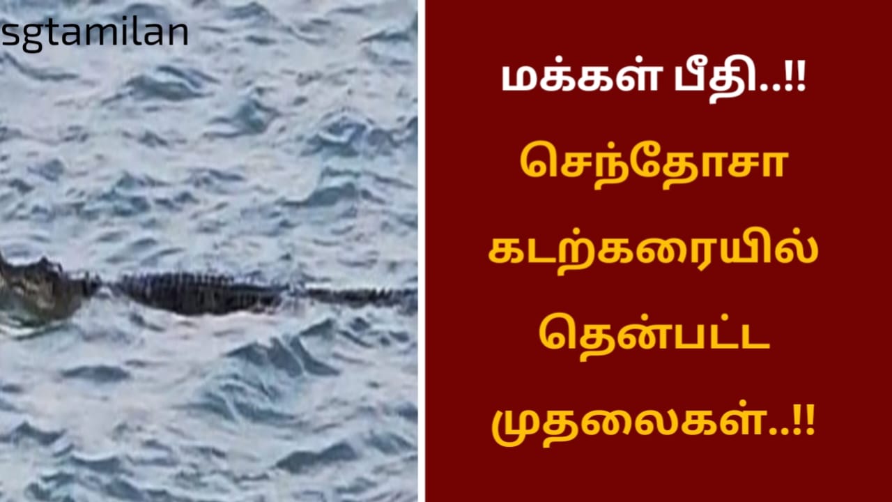 மக்கள் பீதி..!! செந்தோசா கடற்கரையில் தென்பட்ட முதலைகள்..!!