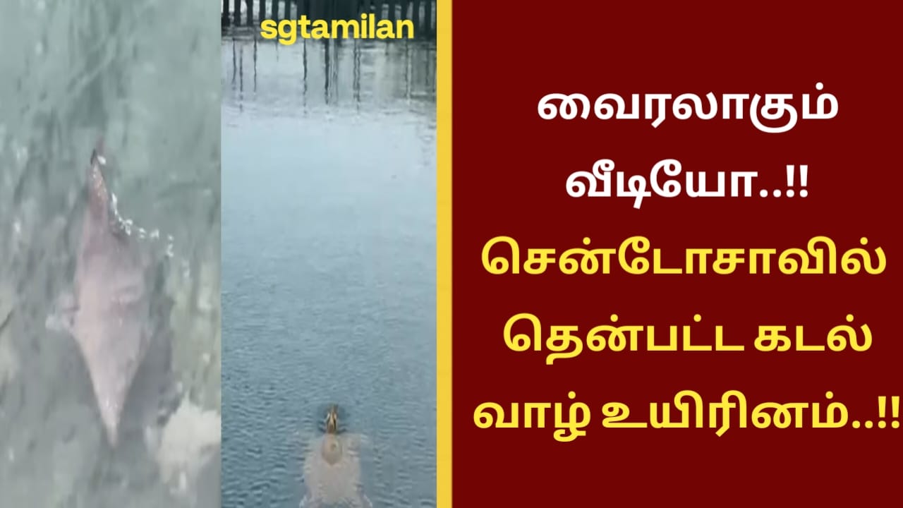 வைரலாகும் வீடியோ..!! சென்டோசாவில் தென்பட்ட கடல் வாழ் உயிரினம்..!!