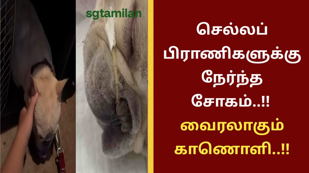 செல்லப்பிராணிகளுக்கு நேர்ந்த சோகம்..!! வைரலாகும் காணொளி..!!