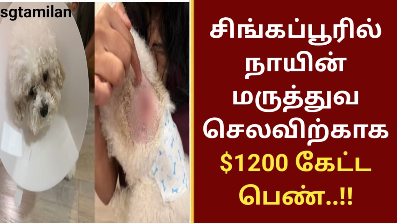 சிங்கப்பூரில் நாயின் மருத்துவ செலவிற்காக $1200 கேட்ட பெண்..!!