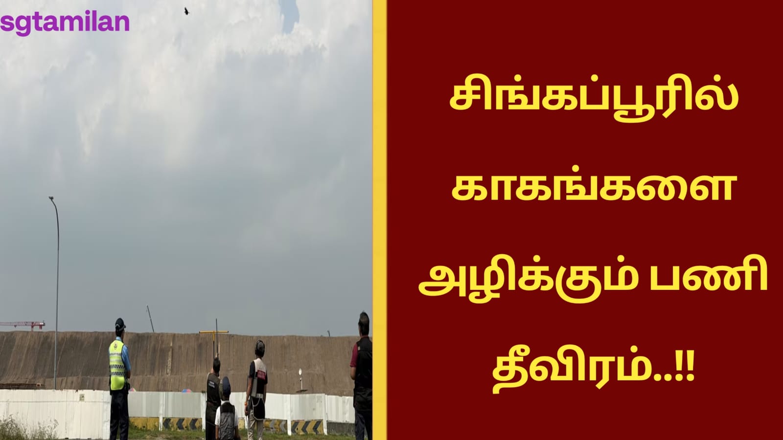 சிங்கப்பூரில் காகங்களை அழிக்கும் பணி தீவிரம்..!!