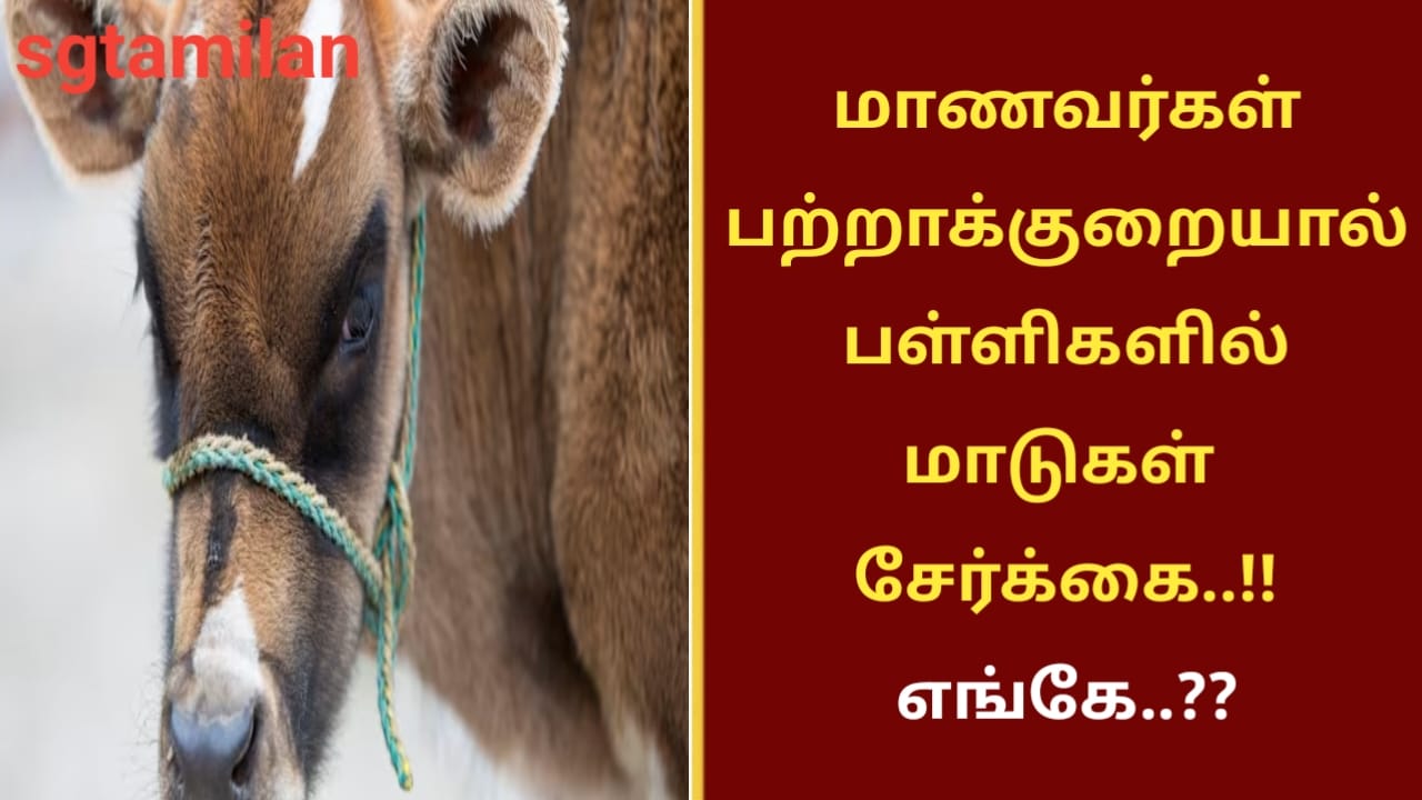 மாணவர்கள் பற்றாக்குறையால் பள்ளிகளில் மாடுகள்சேர்க்கை..!! எங்கே..??